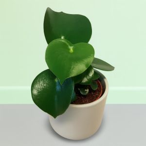 Peperomia Raindrop