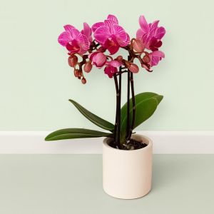 Phalaenopsis Pink Dwarf