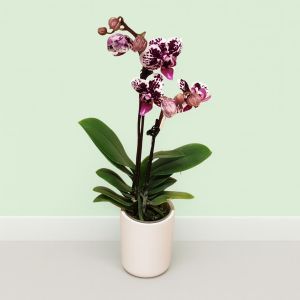 Dwerg Phalaenopsis Spotted Harlequin