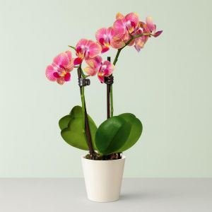 Tweekleurige Dwerg Phalaenopsis