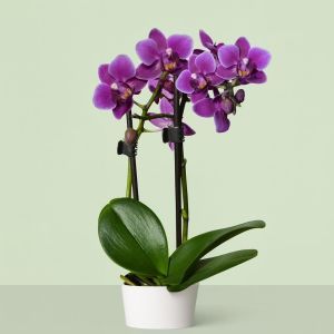 Paarse Dwerg Phalaenopsis