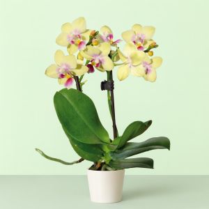 Gele Dwerg Phalaenopsis