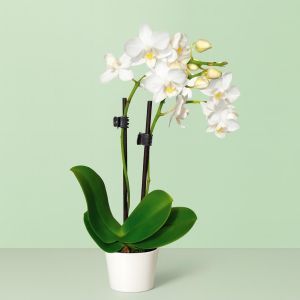 Witte Dwerg Phalaenopsis