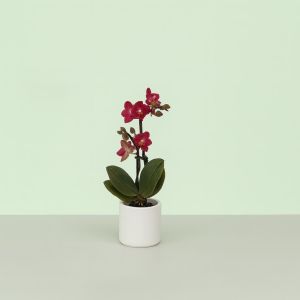 Phalaenopsis mini Rood