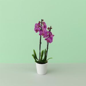 Phalaenopsis Purple stripe