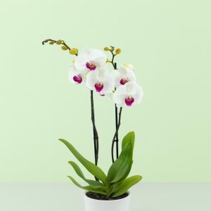 Orchidee Wit met Rood Hart