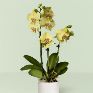 Phalaenopsis Yellow