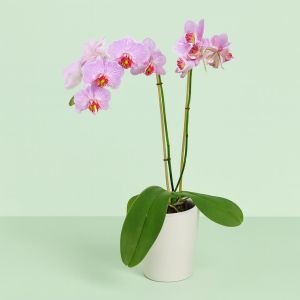 Phaleanopsis Pink Stripe 1