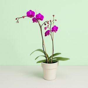 Violetkleurige Dwerg Phalaenopsis