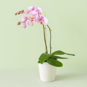 Phaleanopsis soft pink 6