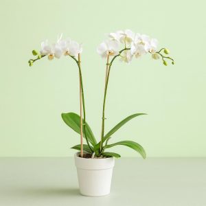 Phaleanopsis white 7