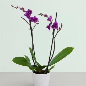 Phalaenopsis Purple Mix