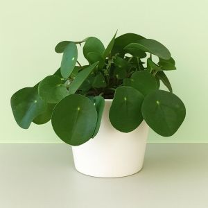 Chinese money plant Pilea peperomioides