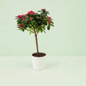 Rhododendron Simsii Dark Pink Standard