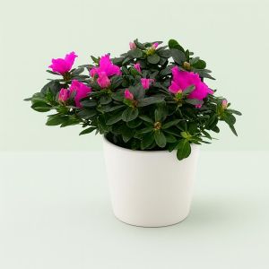 Rhododendron Simsii Pink 13 cm pot