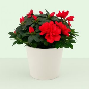Rhododendron Simsii Red 13 cm pot
