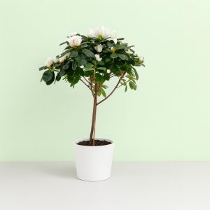 Rhododendron Simsii Wit Standard