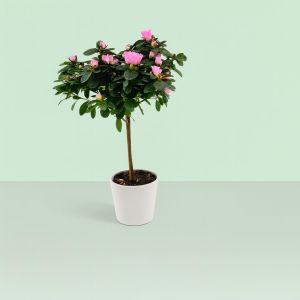 Rhododendron Simssi Light Pink Standard