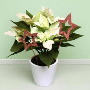 Kerstster Artic Wit met Pot