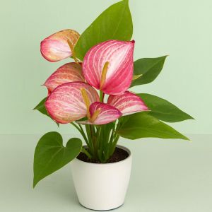 Anthurium Livium