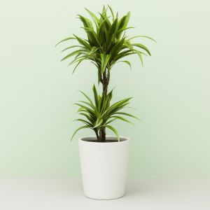 Dracaena Lemon Lime
