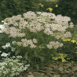 Achillea millefolium Roze (Duizendblad) x 3