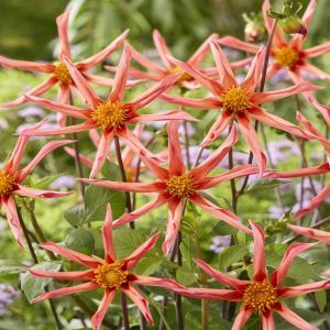 Dahlia Honka Orange