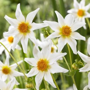 Dahlia Honka Wit