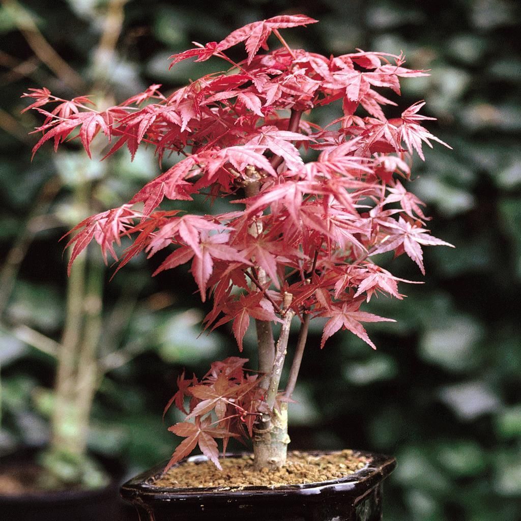 cotoneaster bonsai indoor or outdoor Cotoneaster Bonsai Tree main image 1