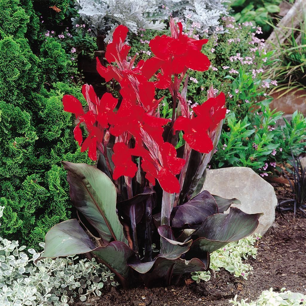 Buy Canna Black Knight Bulbs | Gardens4you