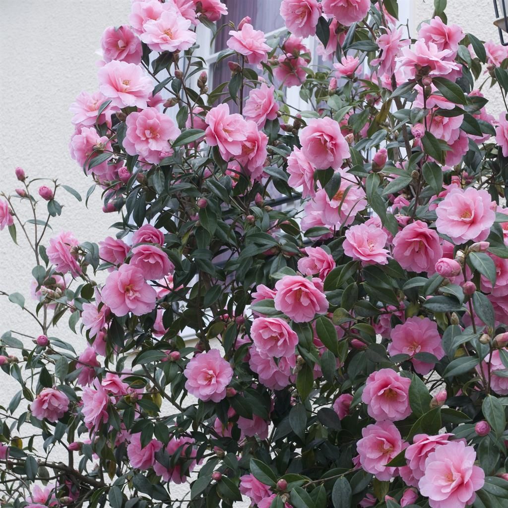 ILLUMINARIA CAMELLIA JAPONICA ディフューザー Camellia Japonica Pink