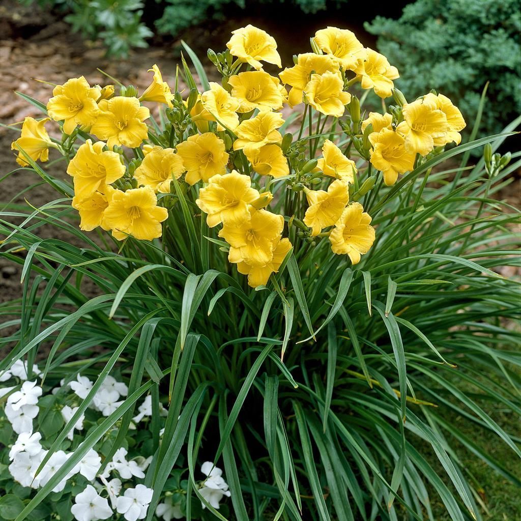Hemerocallis 'Stella Doro' Daylily