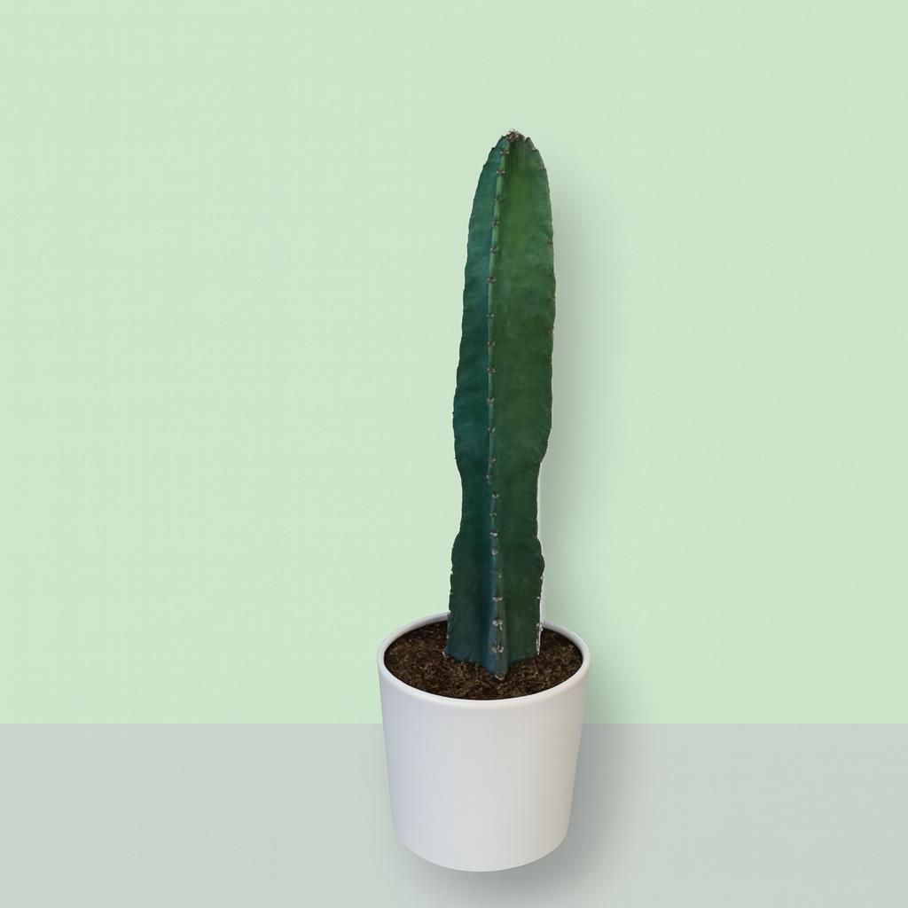 Buy Cactus affordable | Gardens4You.eu