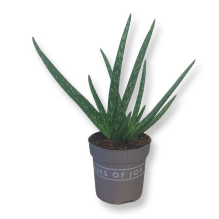 11+ White Aloe Vera Plant