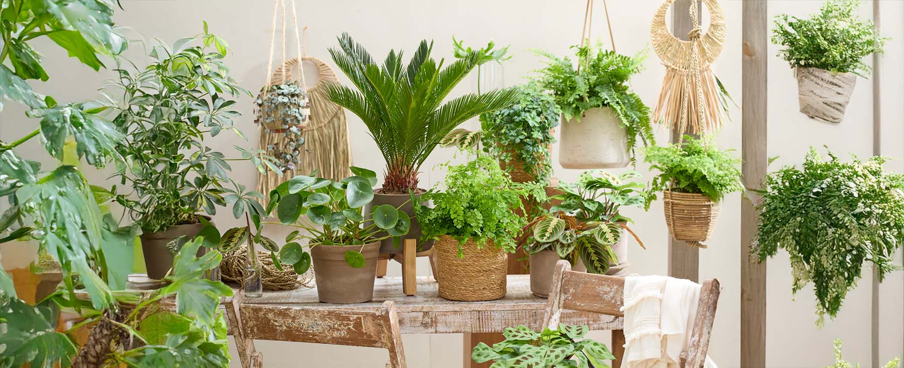 Houseplants